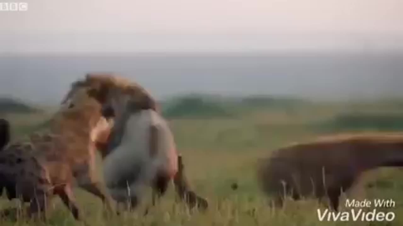 Old Lion Fight, Inspirational