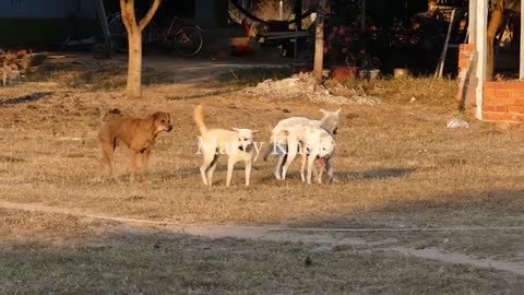 DOGS GETTING FIGHT FOR FIMALE DOGS FOR SEX 2023