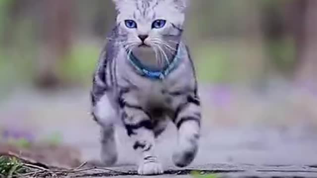 Cat walking video