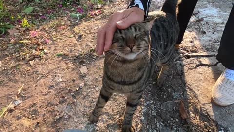 Tabby cat looking for food in the bin finally came to me and immidiately started to knead