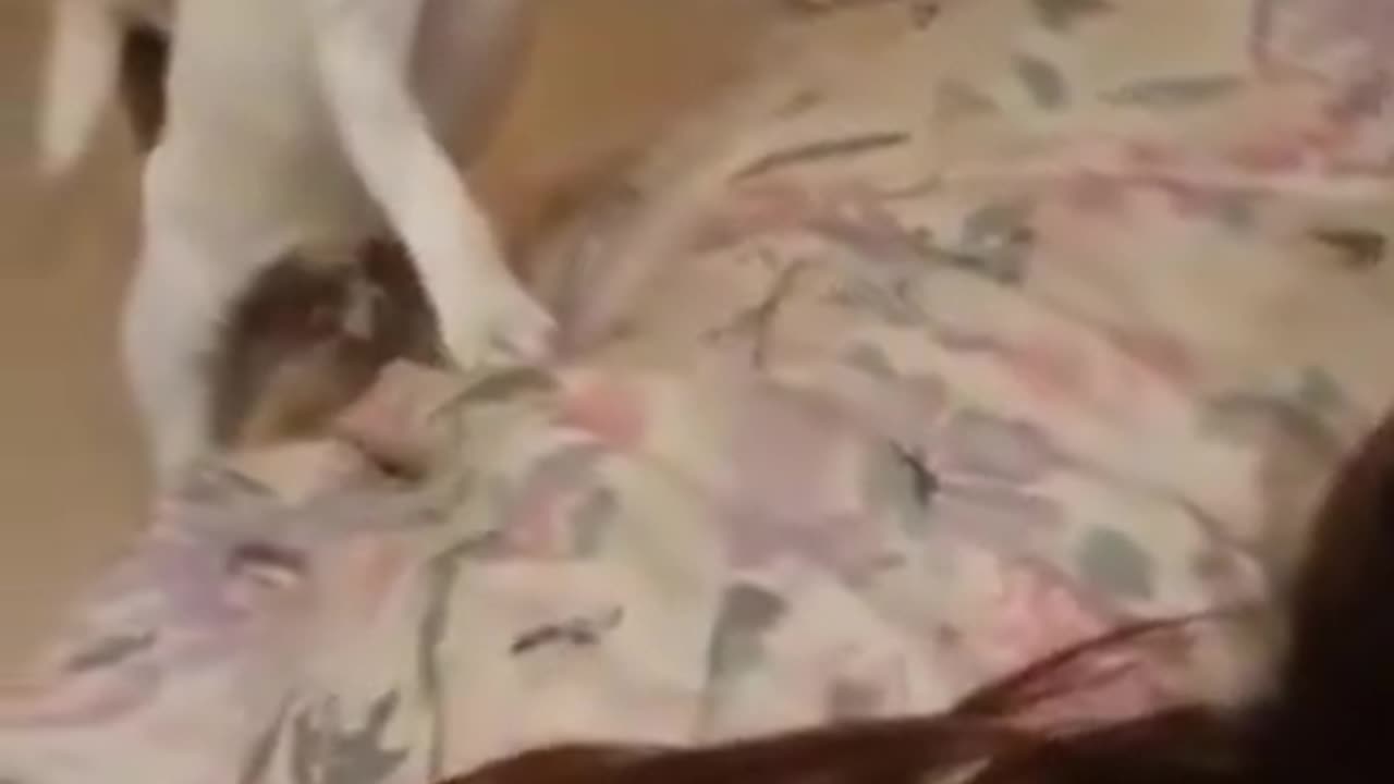 Fanyest cat wins $10.000