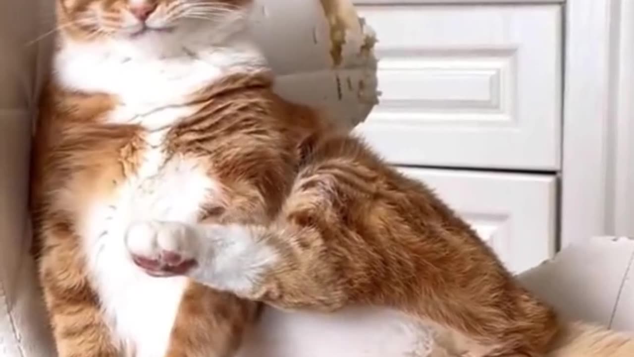 funny moment with animals try not to laugh