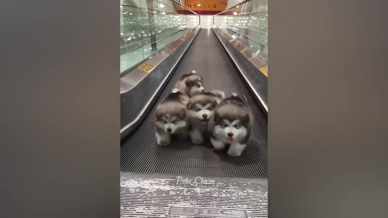Funniest Animals 2022 π Funny Cats and Dogs Videos πΊπΆ Part 1