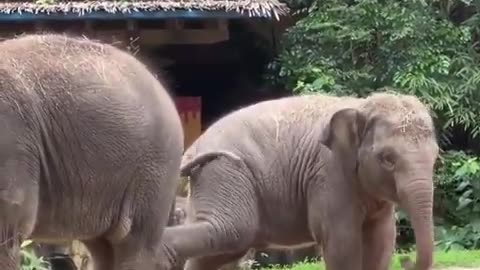Siblings be like..🐘😂