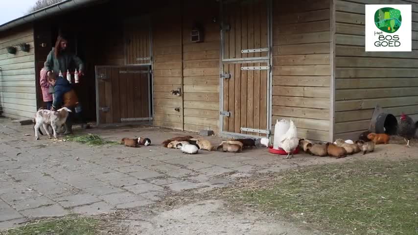 Guinea pigs and lambs in the garden