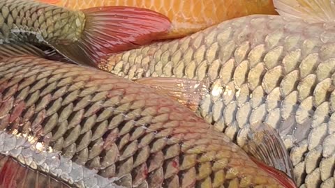 Live Big Karfu Carp Fish Amazing Video In Fish Market#shorts
