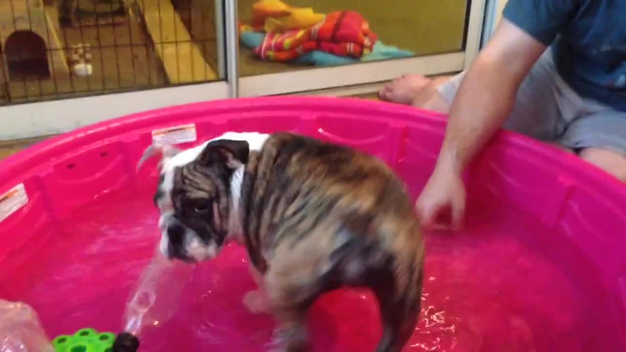 Puppy plays in baby pool for first time, loves it!