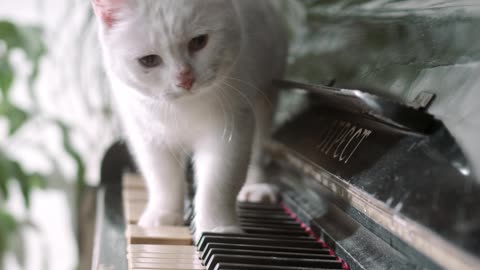 Beautiful cat playing with piano