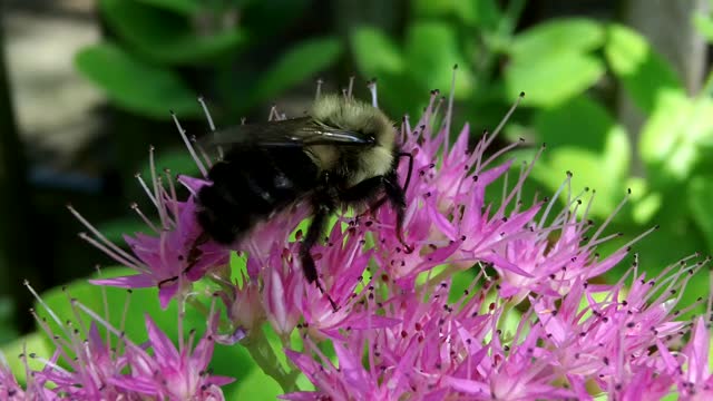 The life of a bee with a flower3