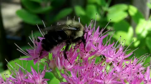 The life of a bee with a flower3