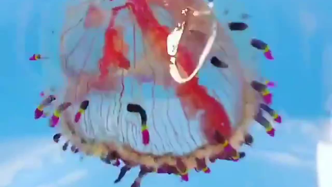 This hat-like sea creature is called "flower hat jelly."