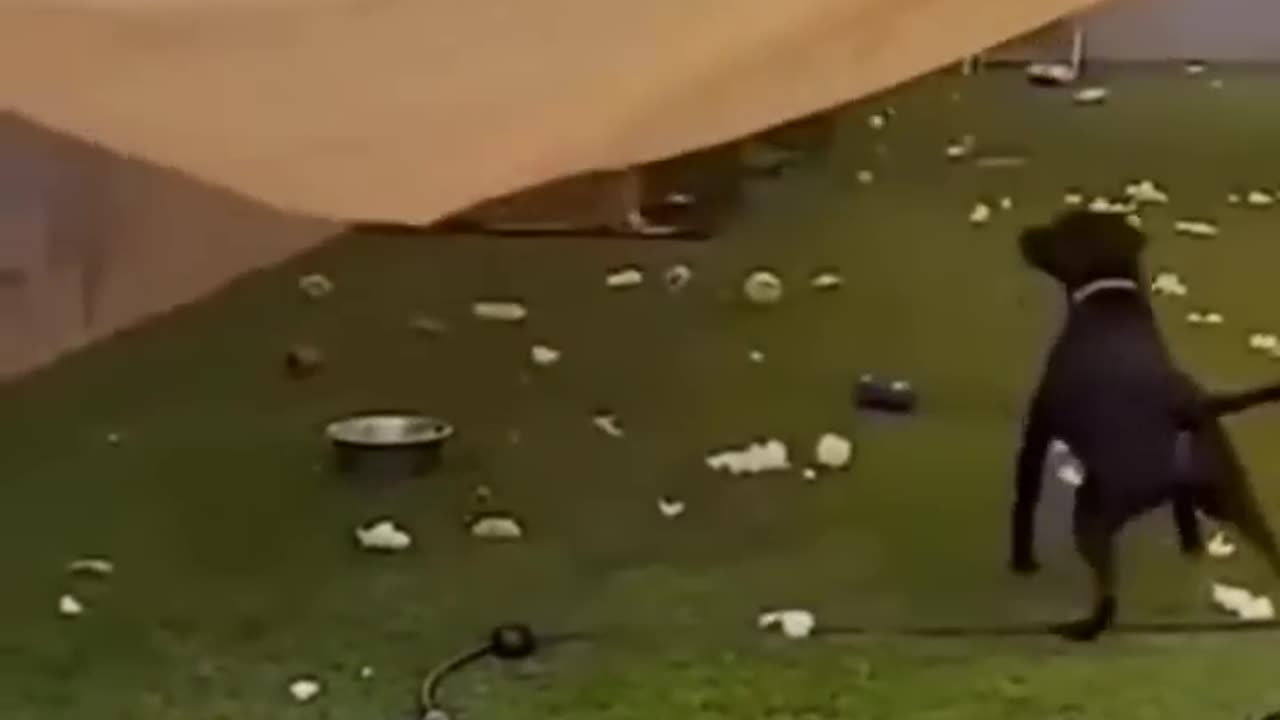Funniest Animals of 2023