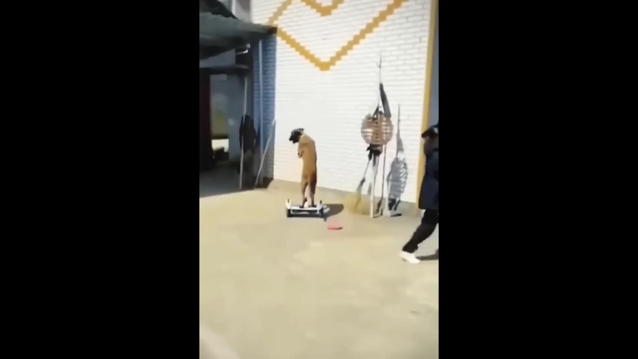 Dog video funny
