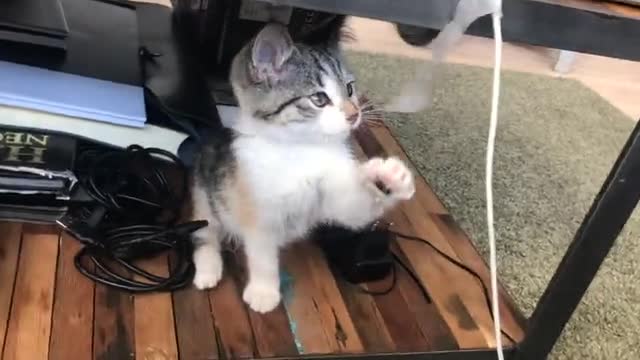 Funny Cat Plays video