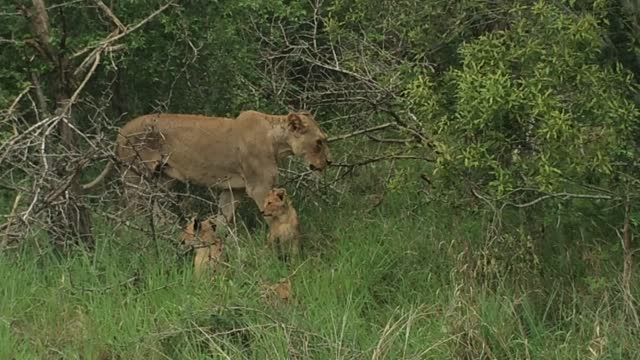 Lioness and her cubs