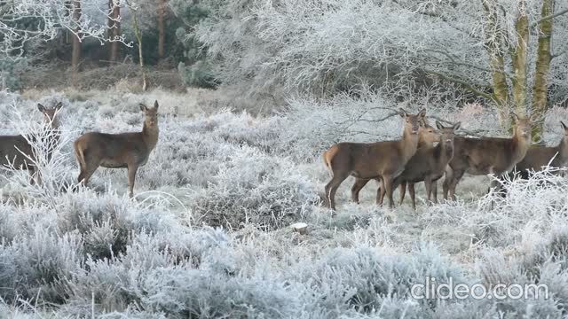 Family of Deer walking around