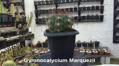 Gymnocalycium Marquezii