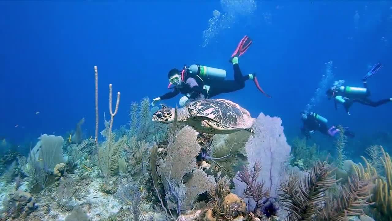 Tartaruga marinha criticamente ameaçada e jovem mergulhador estão em um