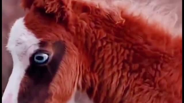 What kind of horse is this? Why do its eyes look like they have contact lenses