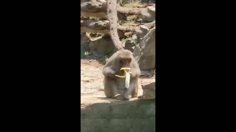 Funny animal videos