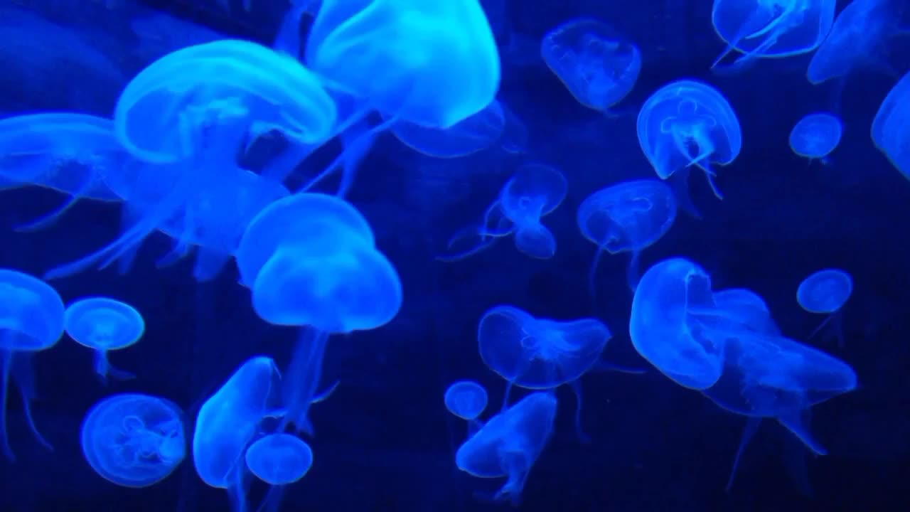 Jelly Fish water tank