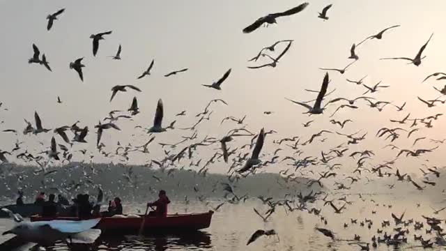 birds fly on sky to verey nice