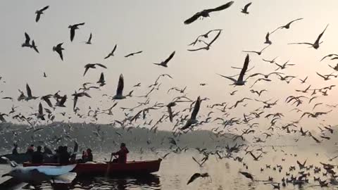 birds fly on sky to verey nice