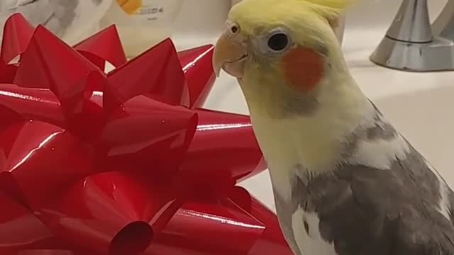 Cockatiel Wishing Happy New Year To all you Guys