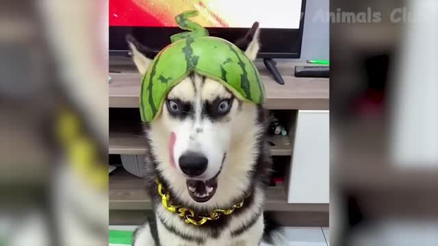 Funny Video Dogs and Cats - Best November 2022