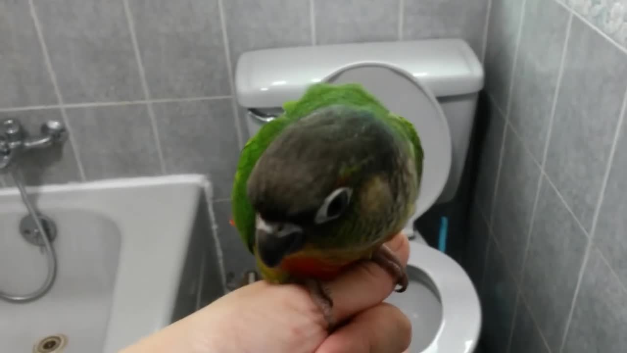 Yo Yo - Green Cheek Conure Poo Poo in Toilet