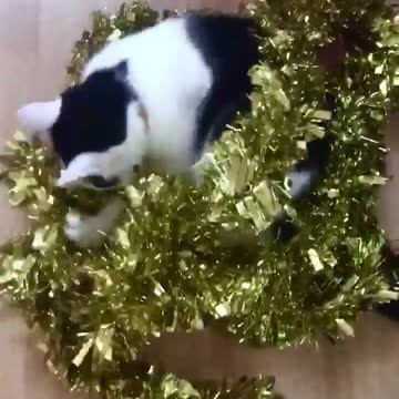 Cat stole the christmas tree garland