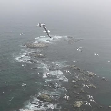 Gr liton Natural Clips, Natural Video Clips # - 45