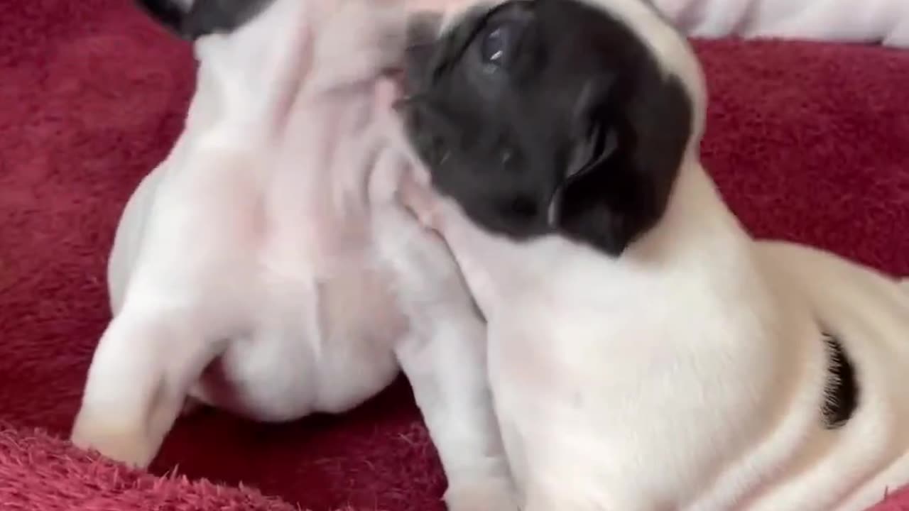 Pug Dog funny video || Pug baby funny video