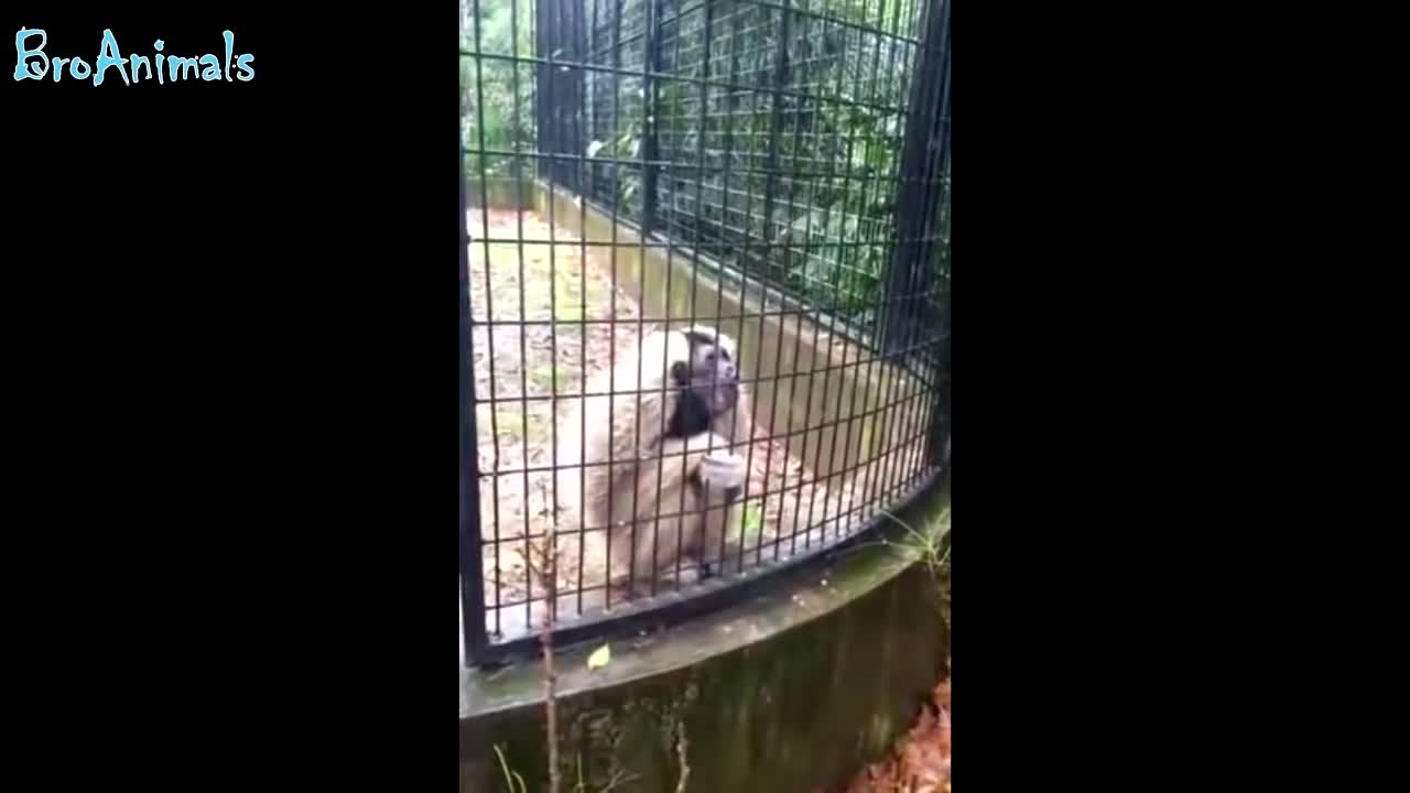 FUNNY MONKEYS, FUN WITH ANIMALS FUNNY MONKEYS, FUN WITH ANIMALS