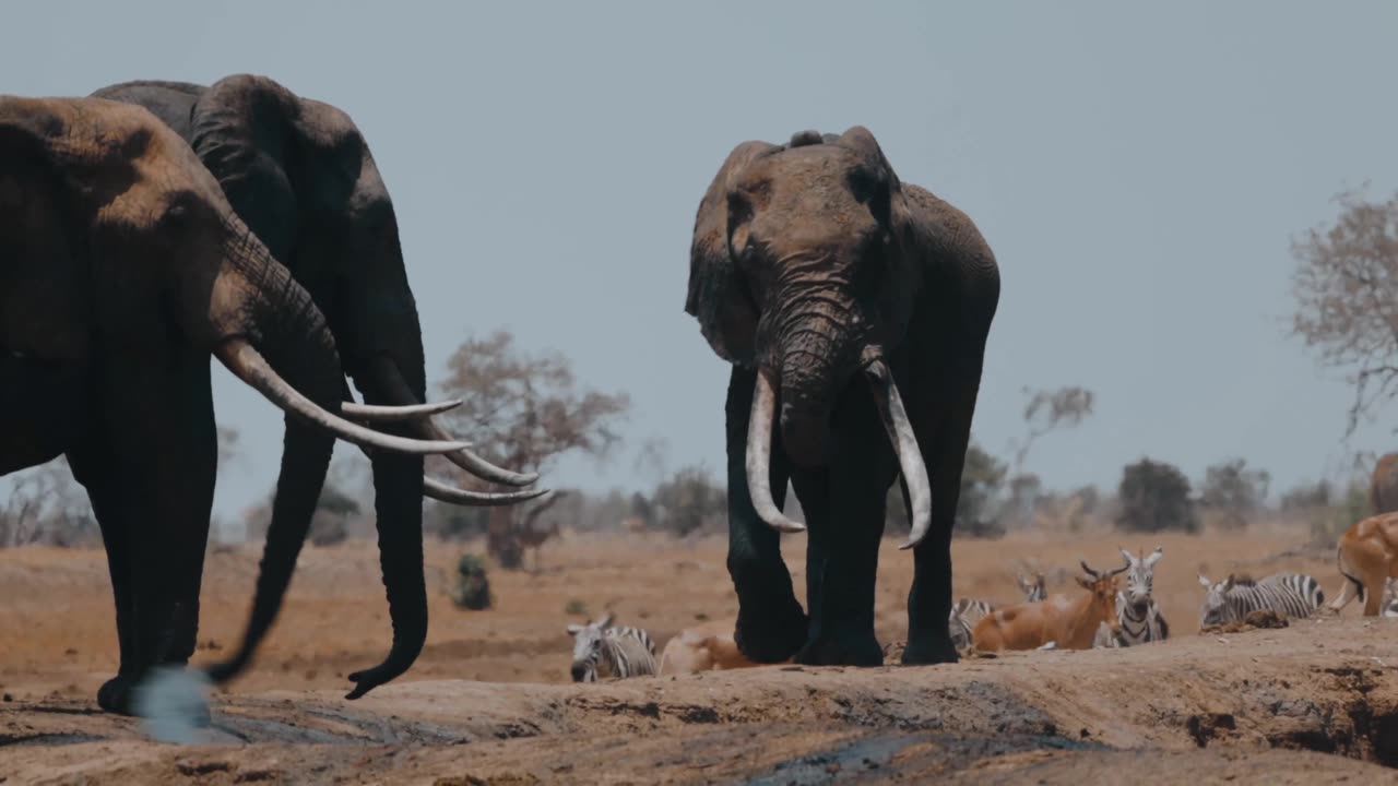 Wildlife Animals gathering in the jungle