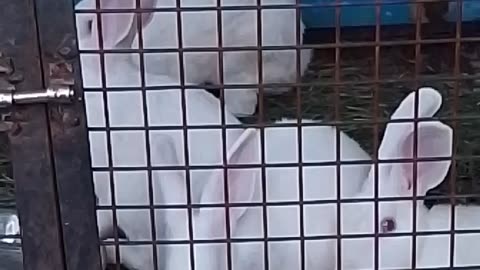 Cute Rabbit In World