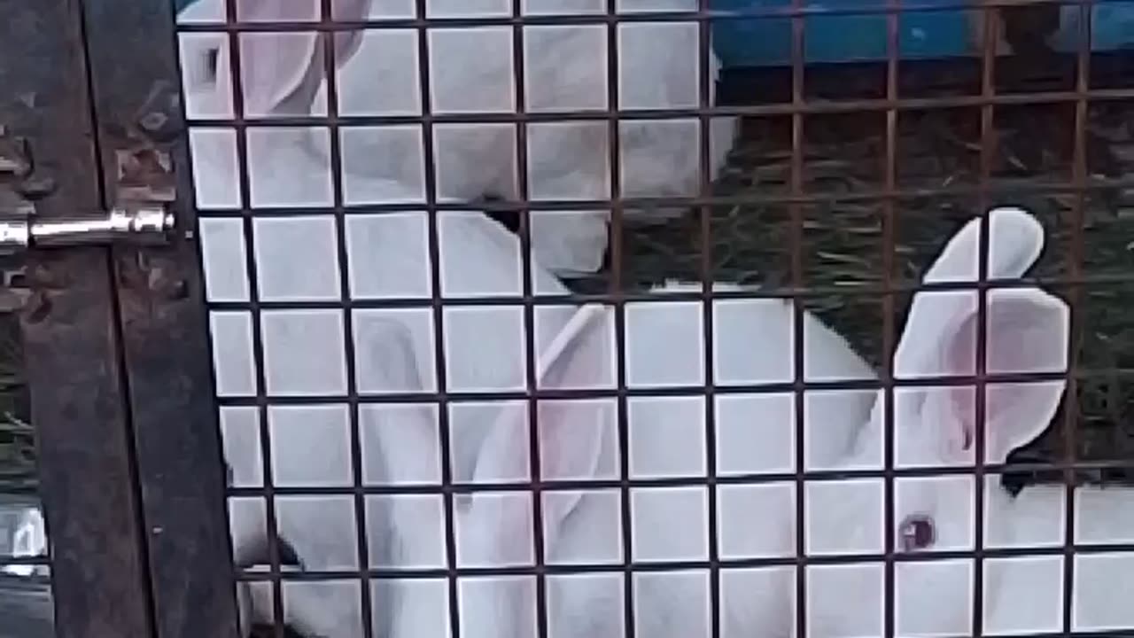 Cute Rabbit In World
