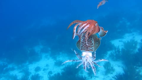 Reef Squid Bonaire