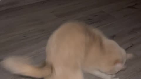 Hilarious Cat Shenanigans Guaranteed to Make You Laugh!