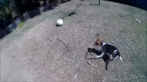 Cute Beagle Playing Soccer!