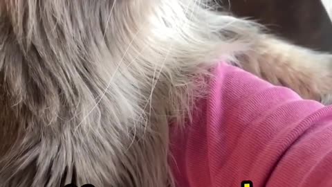 Celo Pets - Animais Engraçados Funny Animals Channel #cat #dog #funny #engraçado #viral #shorts(12)