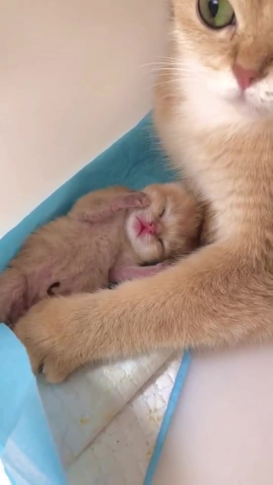 Cat and her baby.#cat #catsoftiktok #cute #fyp>