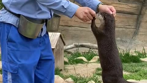 Otters