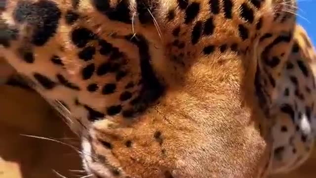 Do you like this big cat