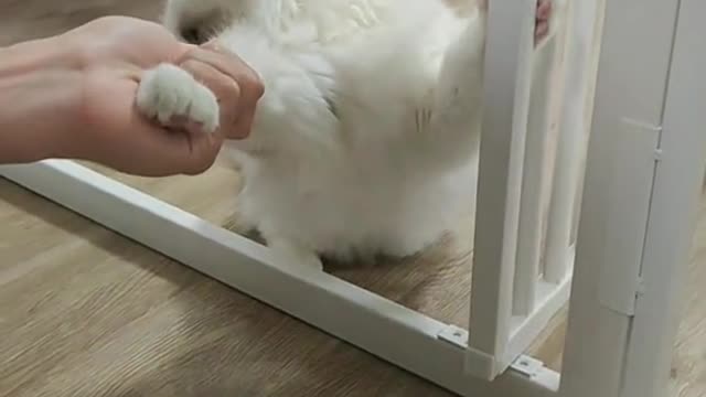 267_My mom won’t let me play with you!😂 #ragdoll #ragdollcat