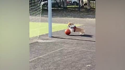 The most funny animals play with dogs and cats 2021 No #60