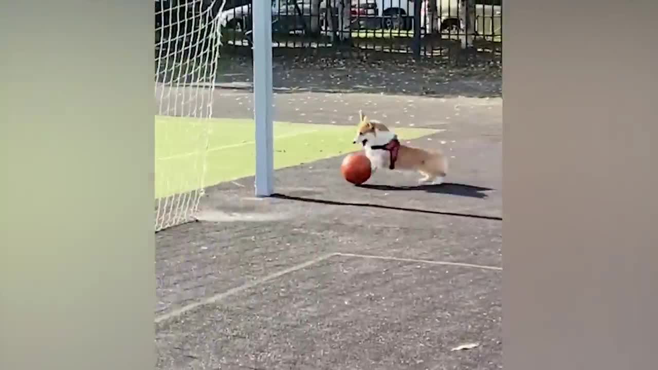 The most funny animals play with dogs and cats 2021 No #60