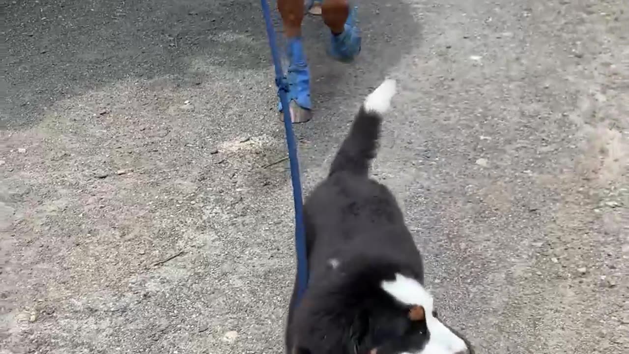 Puppy and Horse are Best Friends