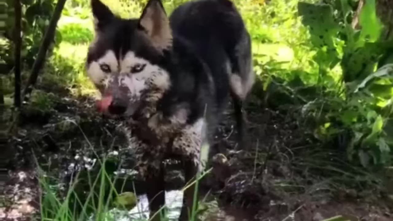 Cute and Funny Animals