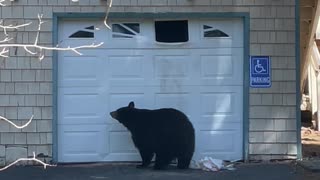 Tahoe Bear Break In